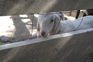 abreu baby goat