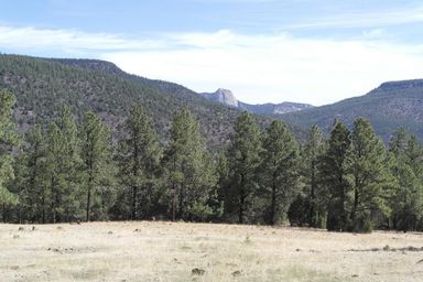 tooth from carson meadows