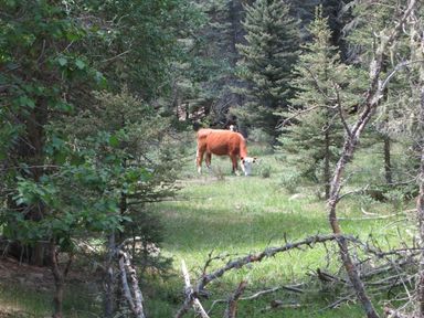 phillips junction cow