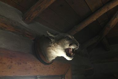 hunting lodge mountain lion